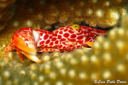 Tiger coral crab (Canon G9 in canon housing) by Luca Dalle Donne 
